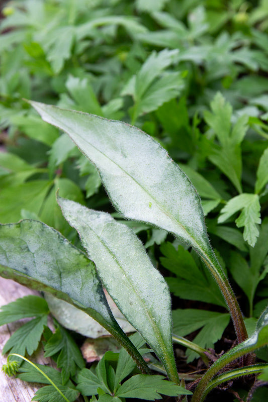 Pulmonaria samurai- Photo by Verso Verde, All Rights Reserved