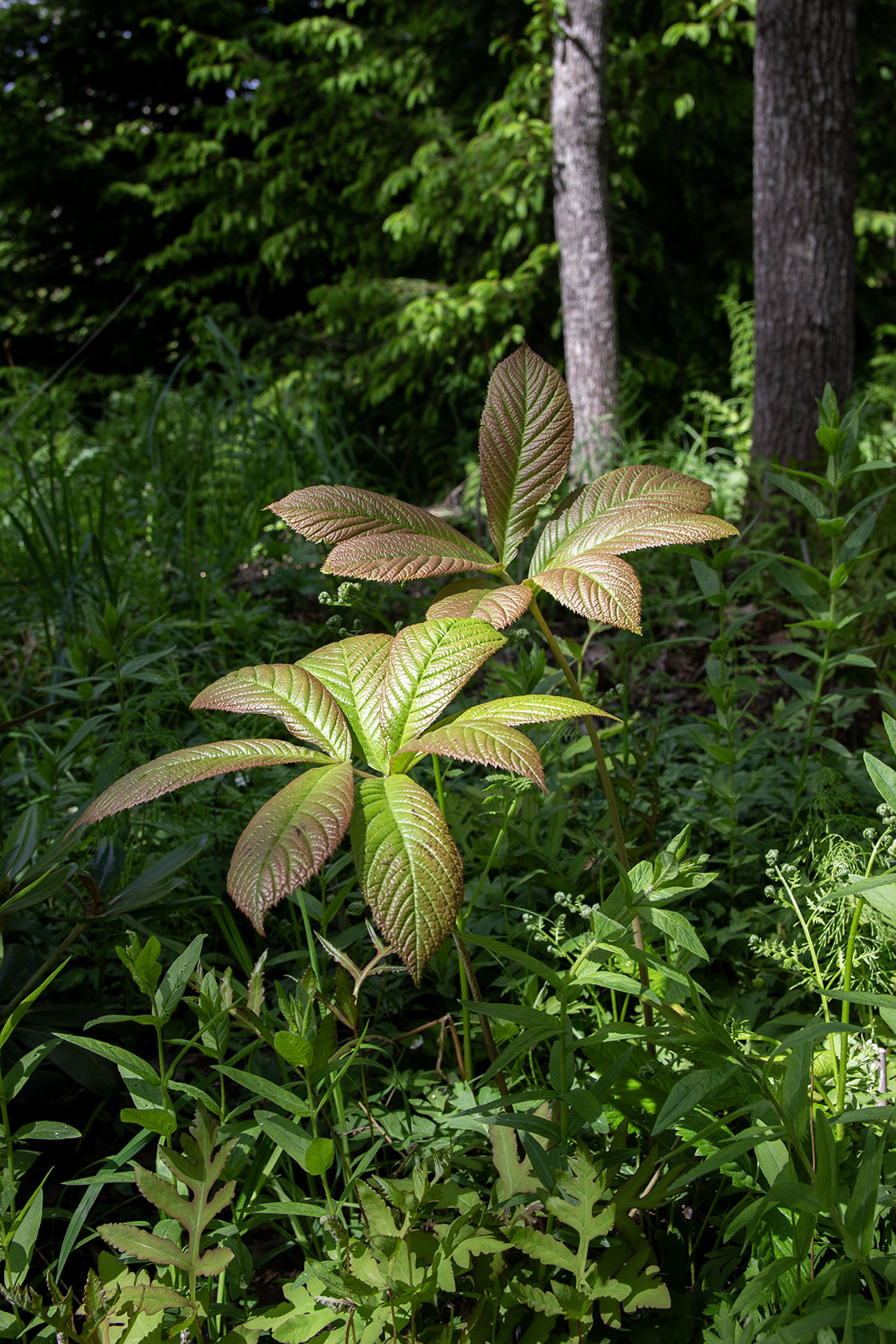 Rodgersia joopploeger- Photo by Verso Verde, All Rights Reserved