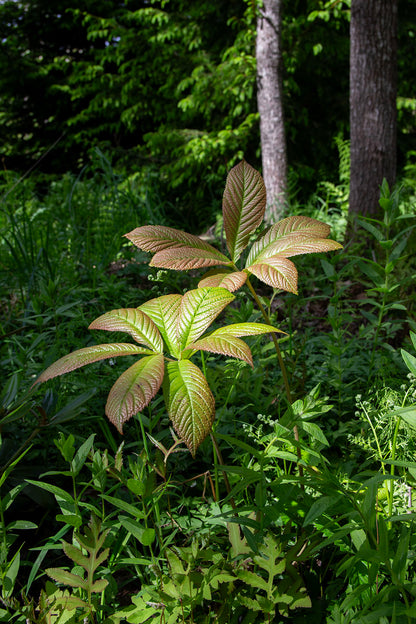 Rodgersia joopploeger- Photo by Verso Verde, All Rights Reserved
