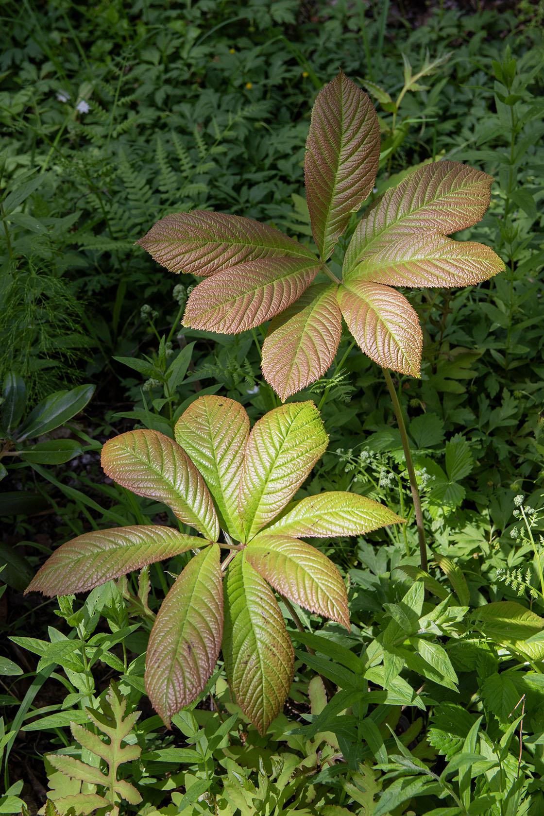 Rodgersia joopploeger- Photo by Verso Verde, All Rights Reserved