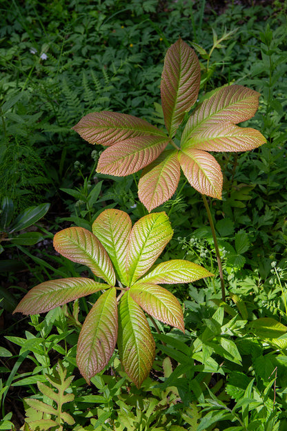 Rodgersia joopploeger- Photo by Verso Verde, All Rights Reserved