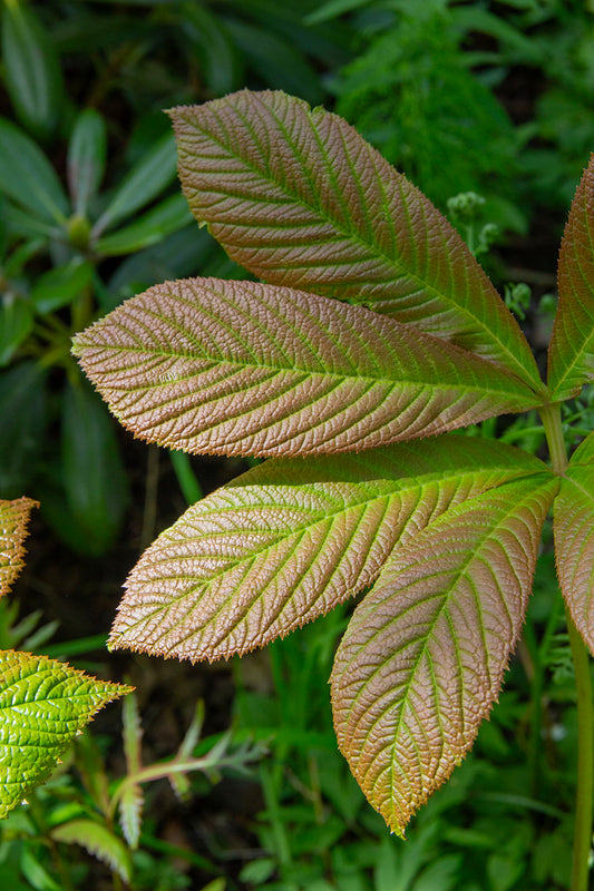 Rodgersia joopploeger- Photo by Verso Verde, All Rights Reserved