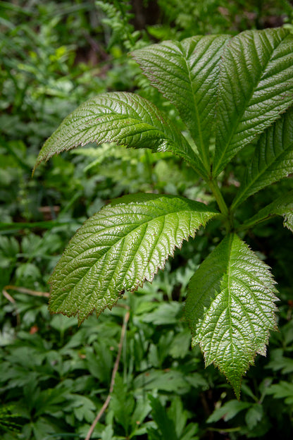Rodgersia spitzentanzerin- Photo by Verso Verde, All Rights Reserved