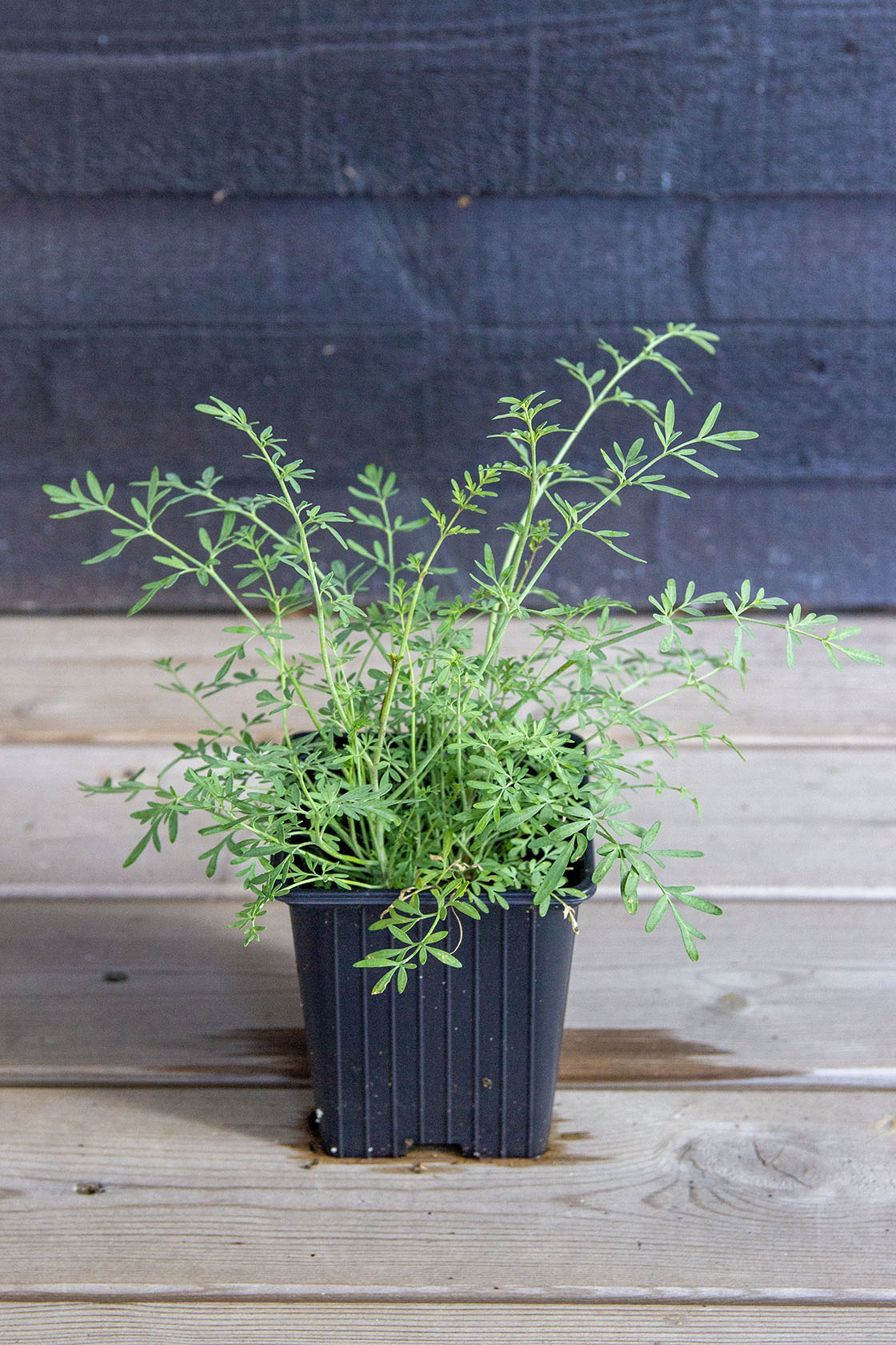 Ruta angustifolia - Photo by Verso Verde, All Rights Reserved
