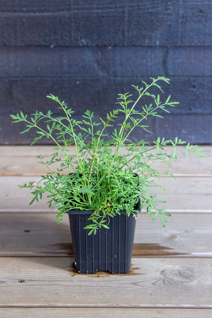 Ruta angustifolia - Photo by Verso Verde, All Rights Reserved

