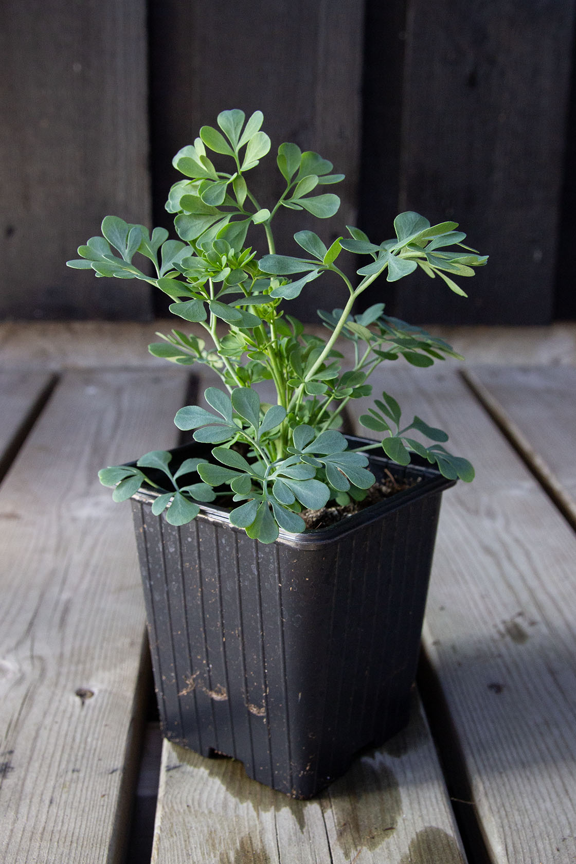 Tuoksuruuta 'Jackman's blue' (Ruta graveolens 'Jackman's blue')- Photo by Verso Verde, All Rights Reserved