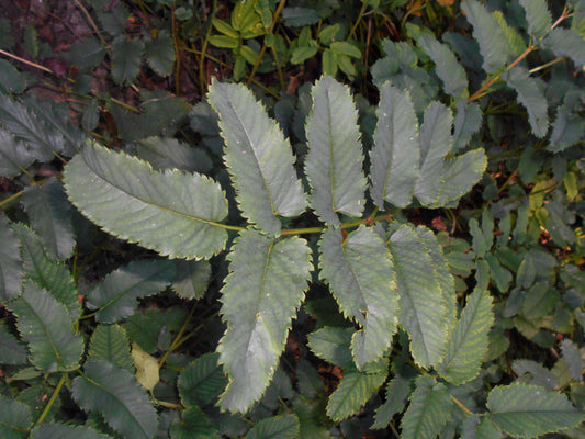Sanguisorba Canadensis - Photo by Salicyna, CC BY-SA 4.0