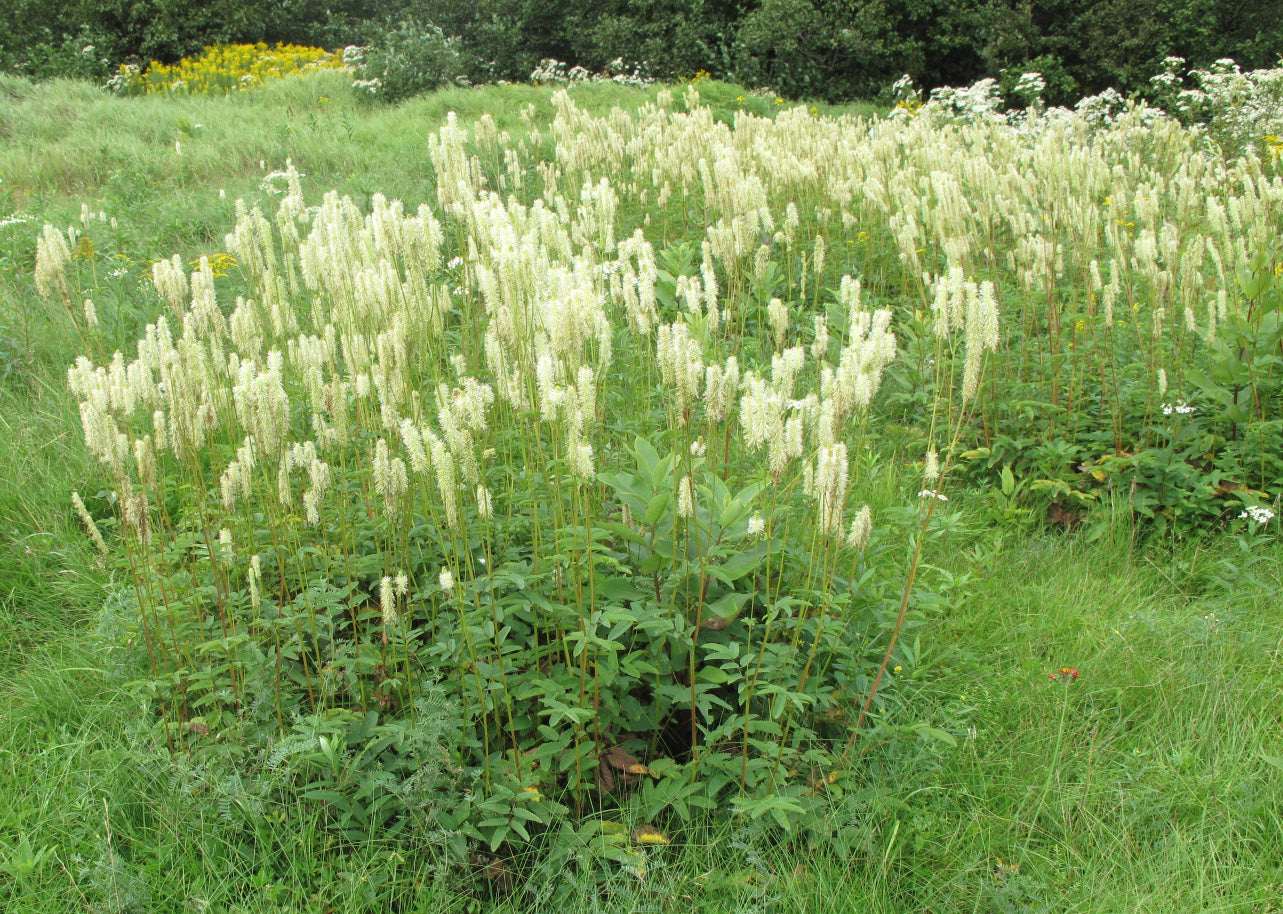 Sanguisorba Canadensis - Photo by Ayotte, Gilles, 1948-, CC BY-SA 4.0