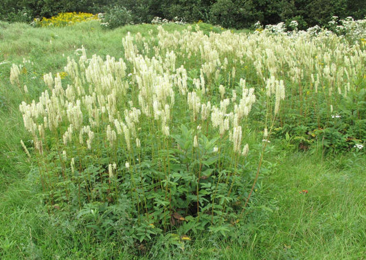 Sanguisorba Canadensis - Photo by Ayotte, Gilles, 1948-, CC BY-SA 4.0