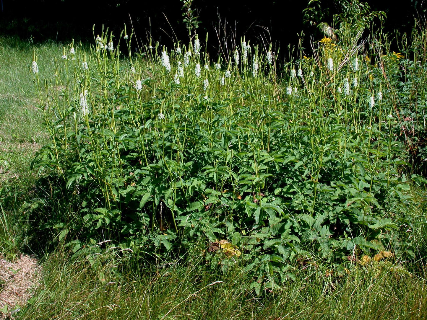 Sanguisorba Canadensis - Photo by Ayotte, Gilles, 1948-, CC BY-SA 4.0
