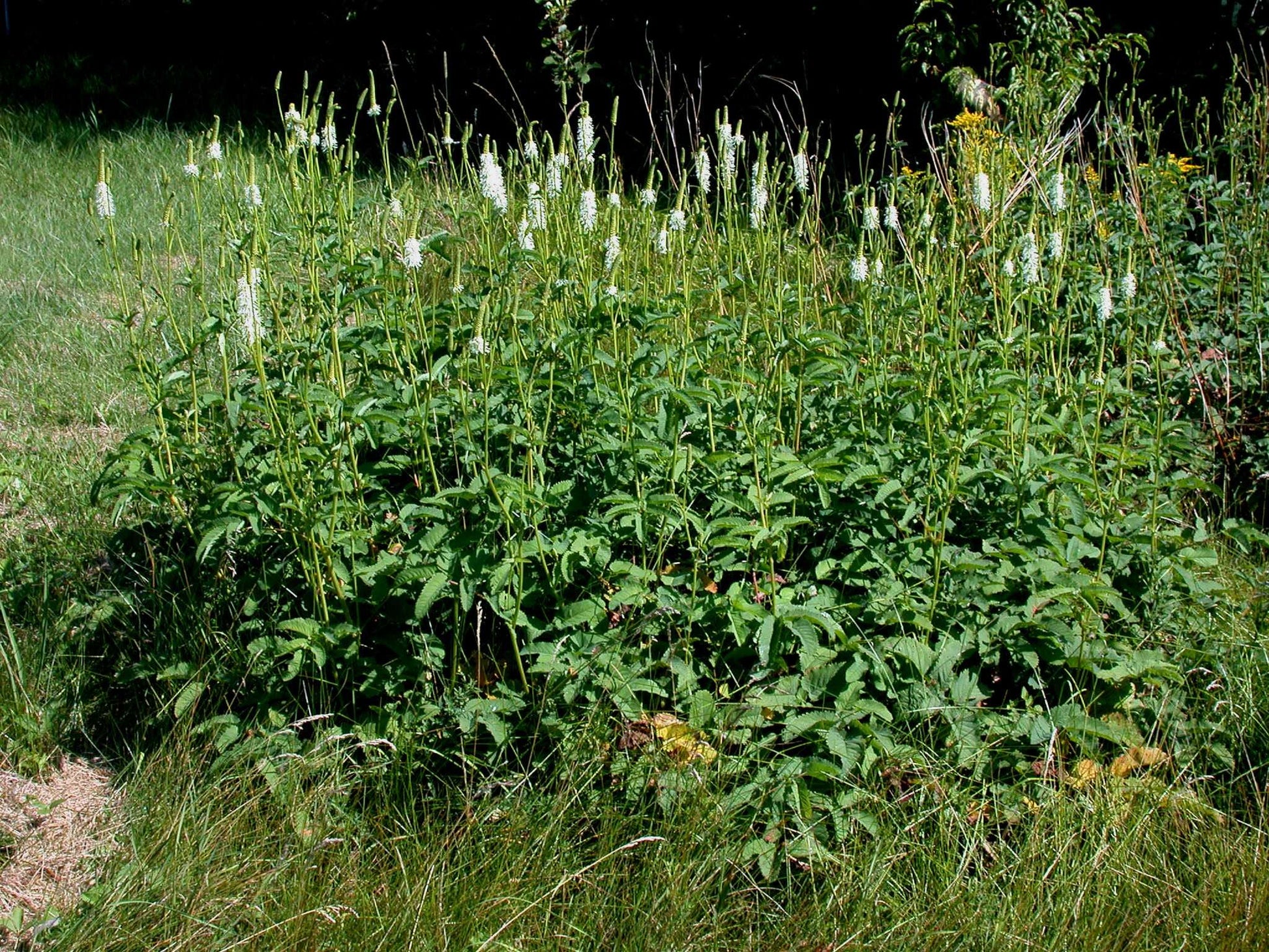 Sanguisorba Canadensis - Photo by Ayotte, Gilles, 1948-, CC BY-SA 4.0