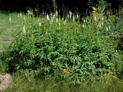 Sanguisorba Canadensis - Photo by Ayotte, Gilles, 1948-, CC BY-SA 4.0