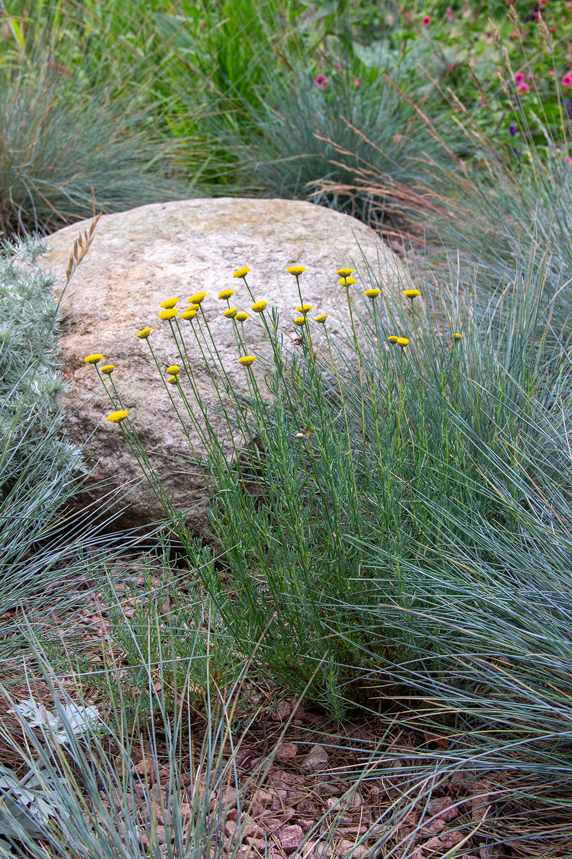 Viherhopeayrtti (Santolina rosmarinifolia) - Photo by Verso Verde, All Rights Reserved
