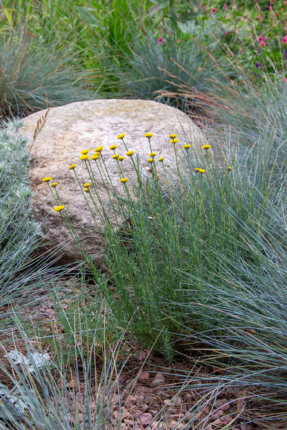 Viherhopeayrtti (Santolina rosmarinifolia) - Photo by Verso Verde, All Rights Reserved
