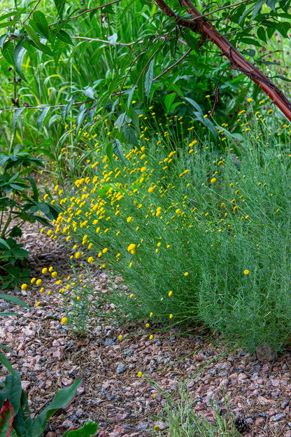 Viherhopeayrtti (Santolina rosmarinifolia) - Photo by Verso Verde, All Rights Reserved
