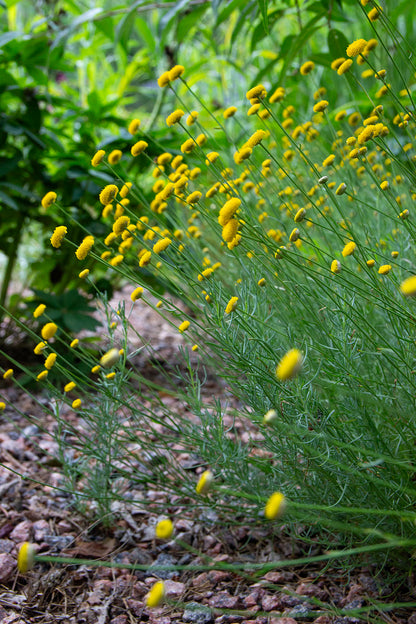 Viherhopeayrtti (Santolina rosmarinifolia) - Photo by Verso Verde, All Rights Reserved
