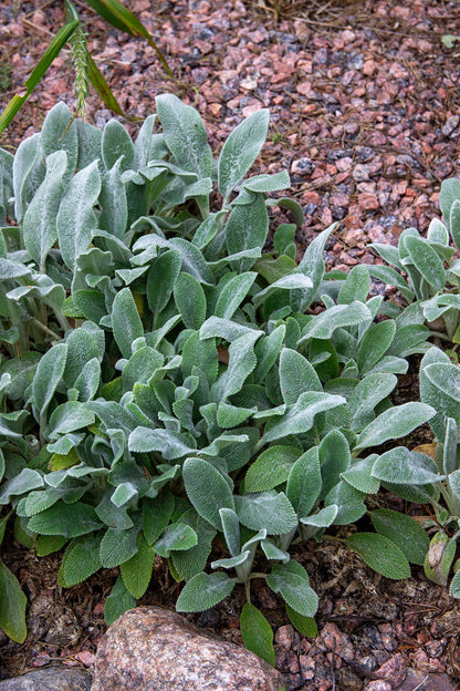Nukkapähkämö Silver Carpet' (Stachys byzantina Silver Carpet') - Photo by Verso Verde, All Rights Reserved