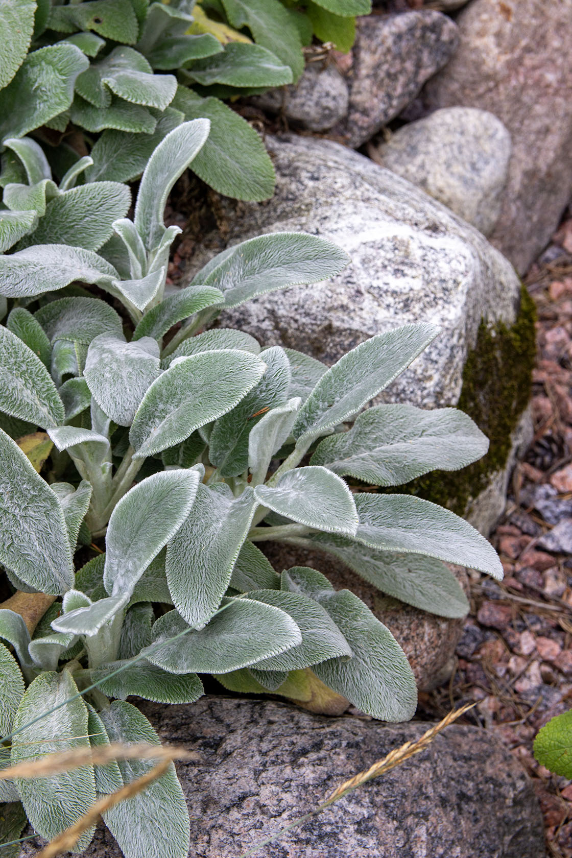 Nukkapähkämö Silver Carpet' (Stachys byzantina Silver Carpet') - Photo by Verso Verde, All Rights Reserved