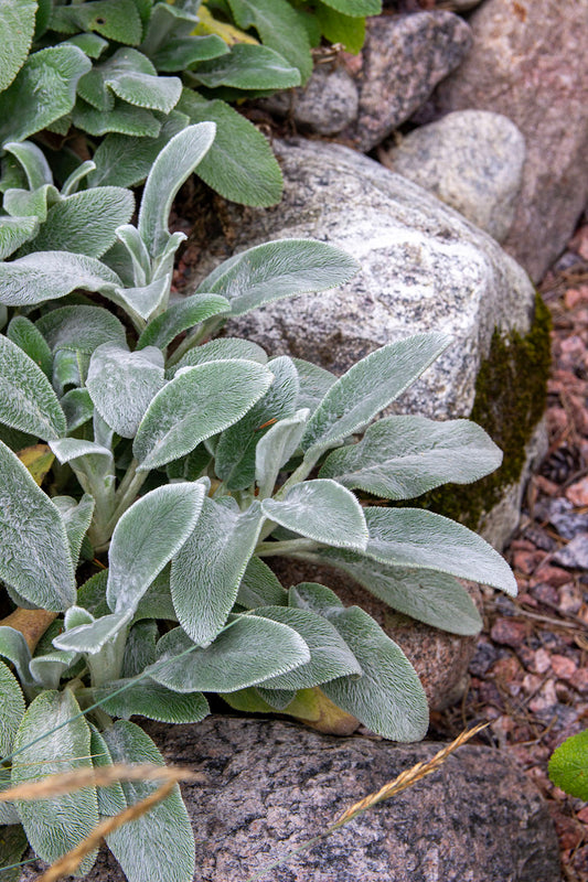 Nukkapähkämö Silver Carpet' (Stachys byzantina Silver Carpet') - Photo by Verso Verde, All Rights Reserved
