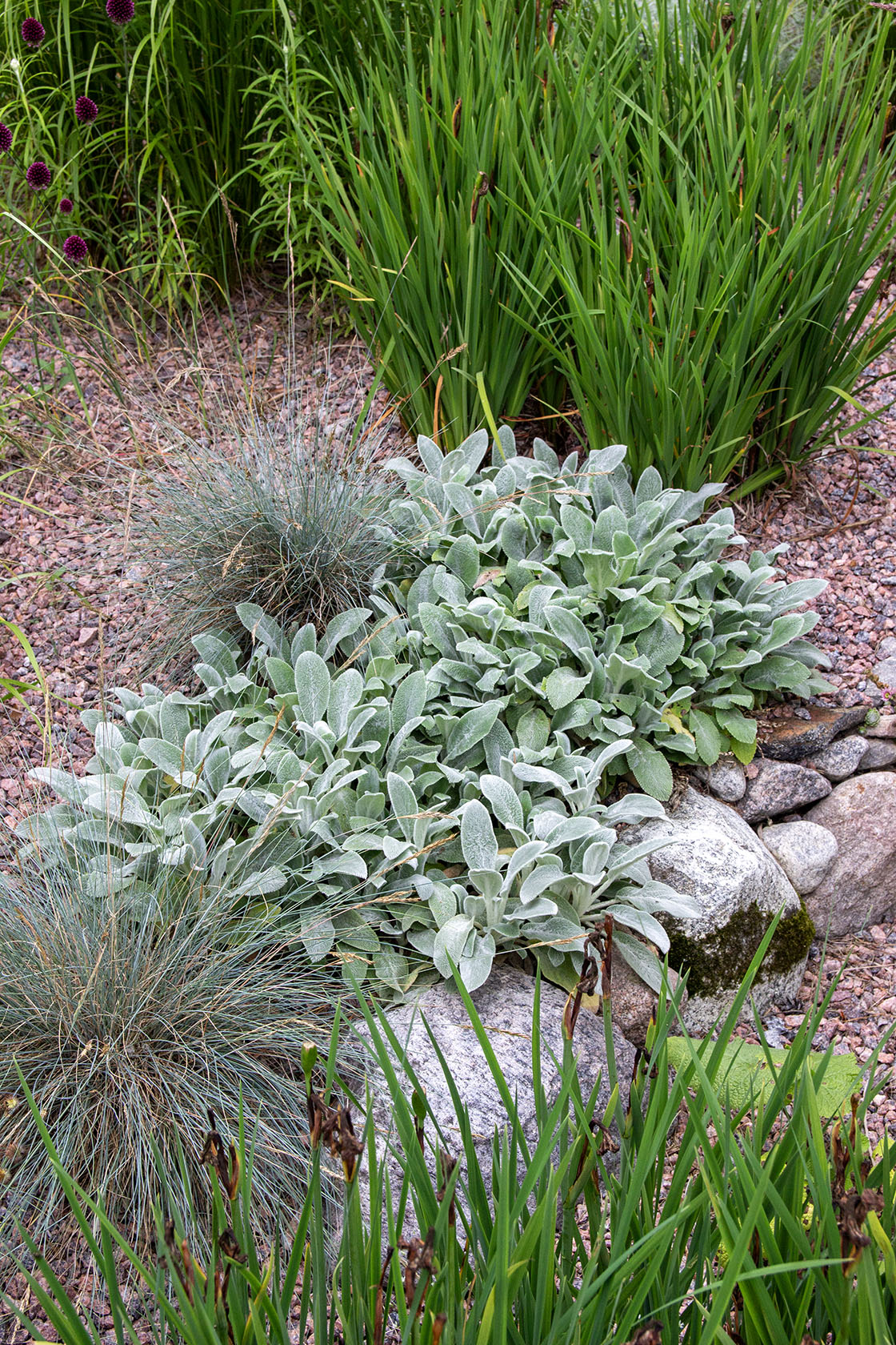Nukkapähkämö Silver Carpet' (Stachys byzantina Silver Carpet') - Photo by Verso Verde, All Rights Reserved