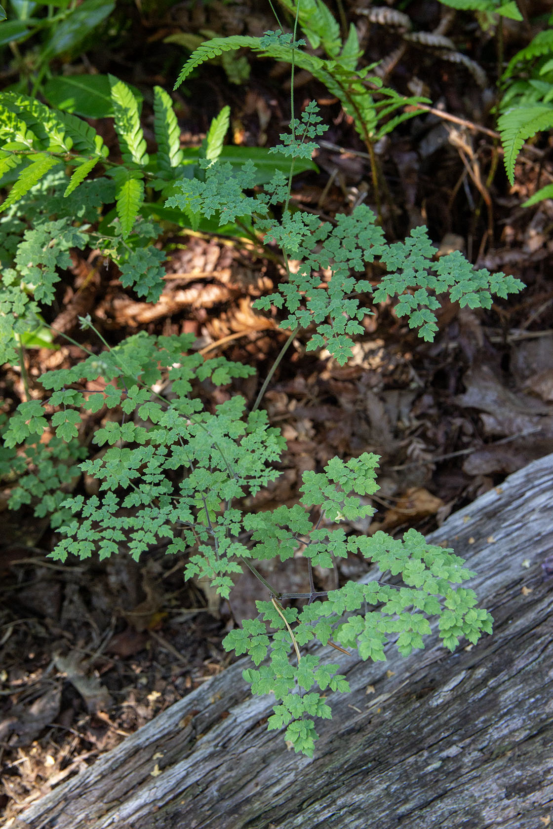 Pikkuängelmä 'Adiantifolium' (Thalictrum minus 'Adiantifolium') - Photo by Verso Verde, All Rights Reserved