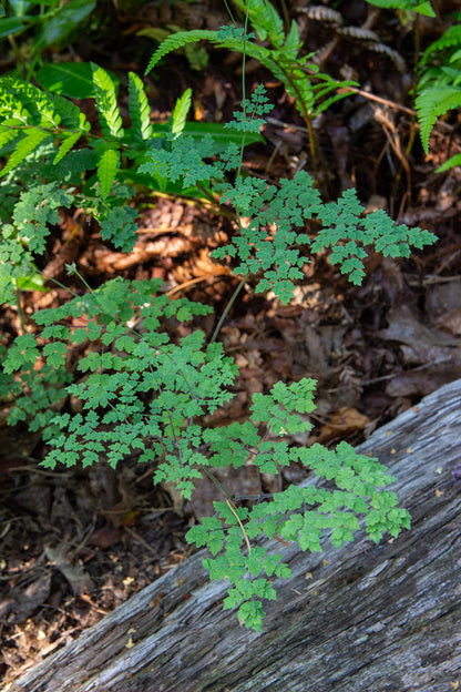 Pikkuängelmä 'Adiantifolium' (Thalictrum minus 'Adiantifolium') - Photo by Verso Verde, All Rights Reserved