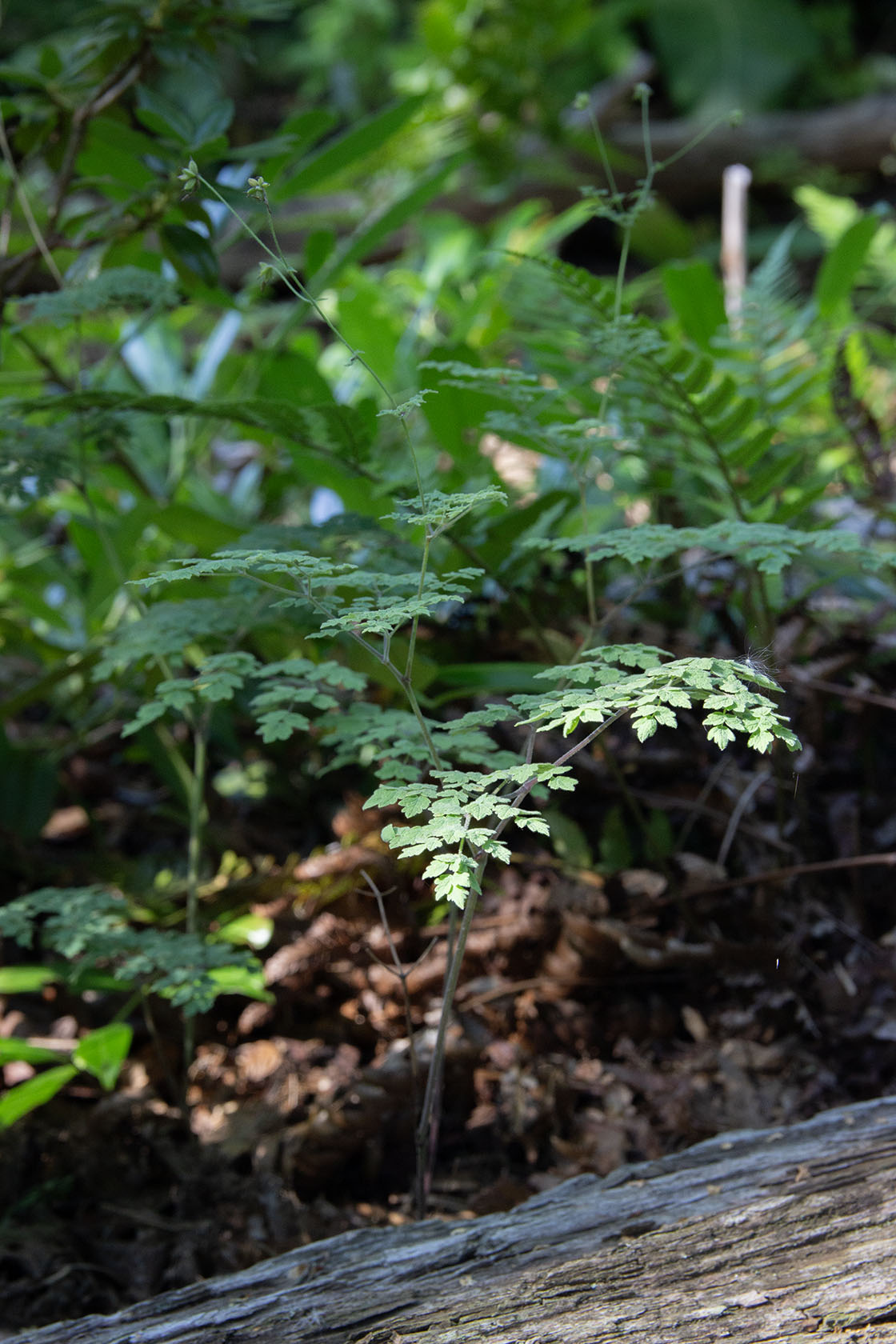 Pikkuängelmä 'Adiantifolium' (Thalictrum minus 'Adiantifolium') - Photo by Verso Verde, All Rights Reserved