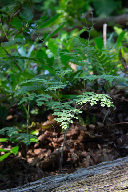Pikkuängelmä 'Adiantifolium' (Thalictrum minus 'Adiantifolium') - Photo by Verso Verde, All Rights Reserved