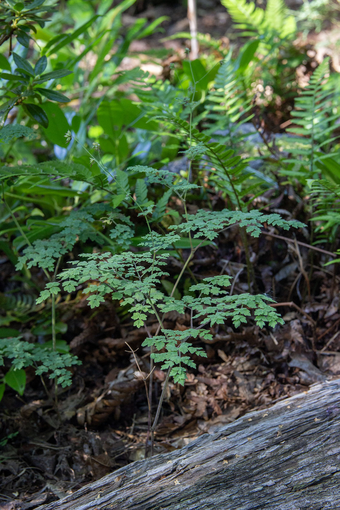 Pikkuängelmä 'Adiantifolium' (Thalictrum minus 'Adiantifolium') - Photo by Verso Verde, All Rights Reserved