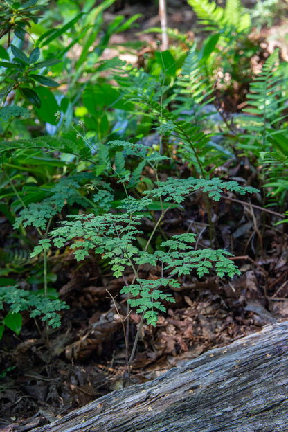 Pikkuängelmä 'Adiantifolium' (Thalictrum minus 'Adiantifolium') - Photo by Verso Verde, All Rights Reserved