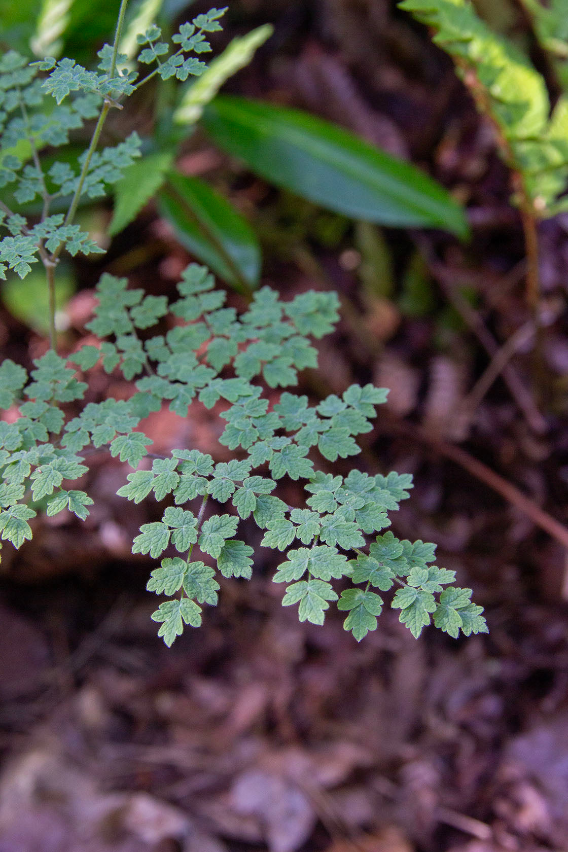 Pikkuängelmä 'Adiantifolium' (Thalictrum minus 'Adiantifolium') - Photo by Verso Verde, All Rights Reserved