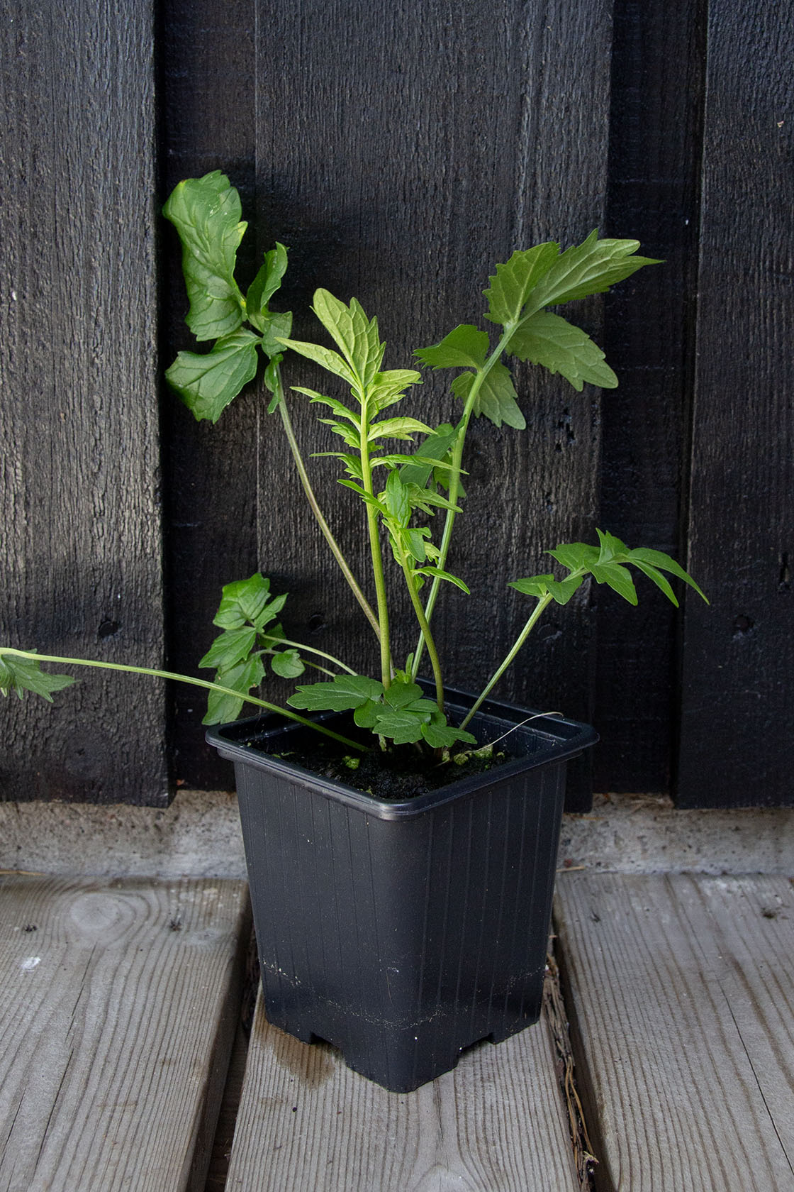 Rohtovirmajuuri (Valeriana officinalis) - Photo by Verso Verde, All Rights Reserved