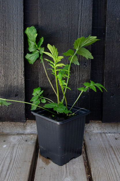 Rohtovirmajuuri (Valeriana officinalis) - Photo by Verso Verde, All Rights Reserved